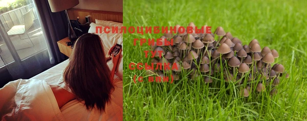 шишки Бородино